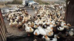 ایستگاه پرورش و اصلاح مرغ و اردک بومی 